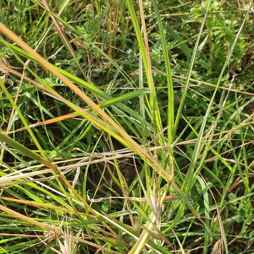 Microchloa kunthii ᱥᱟᱠᱟᱢ