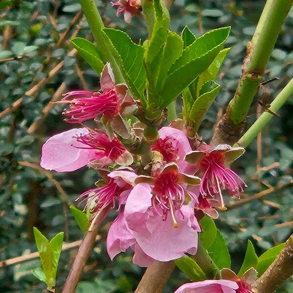 Prunus persica Blomst