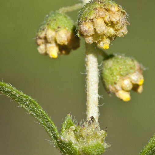 Ambrosia confertiflora Žiedas