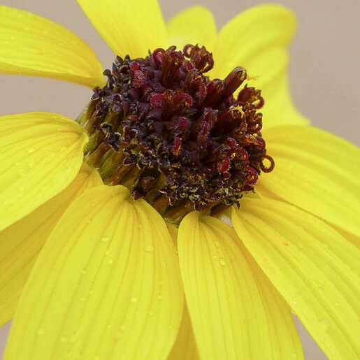 Helianthus niveus Fleur