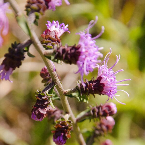 Liatris squarrulosa Flor