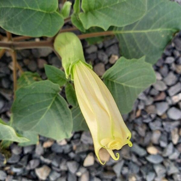 Datura innoxia Fleur