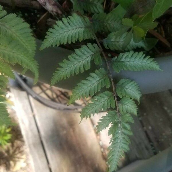 Pityrogramma calomelanos Leaf