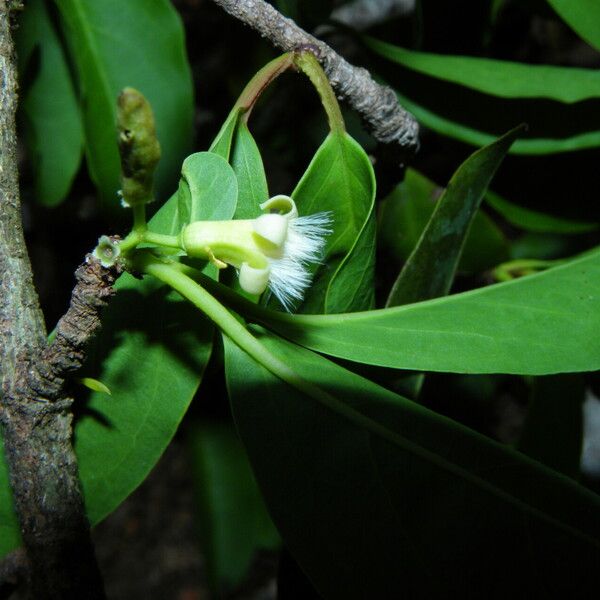 Ximenia americana পাতা