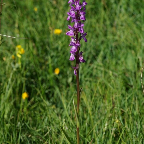 Dactylorhiza elata Habitat