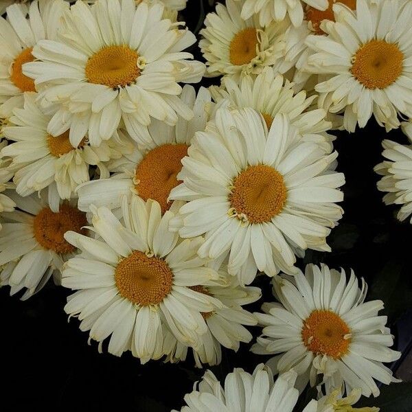 Leucanthemum maximum Квітка