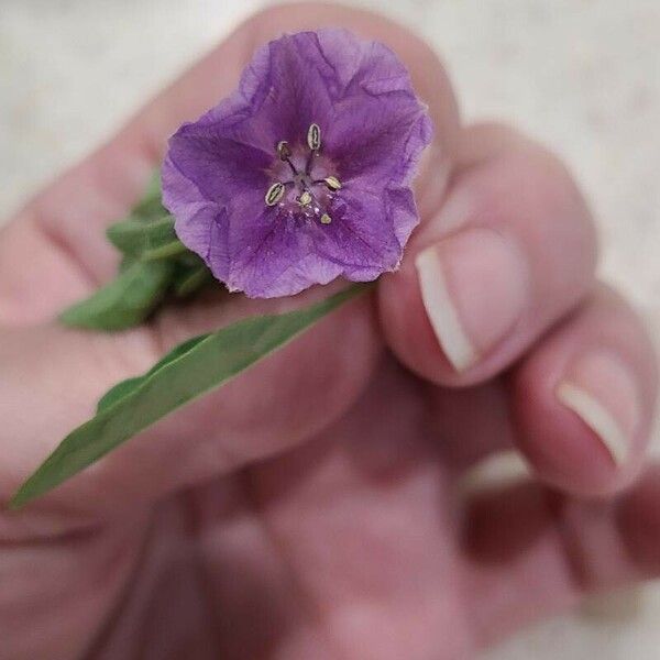 Quincula lobata Flower