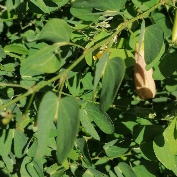 Bauhinia tomentosa Leaf