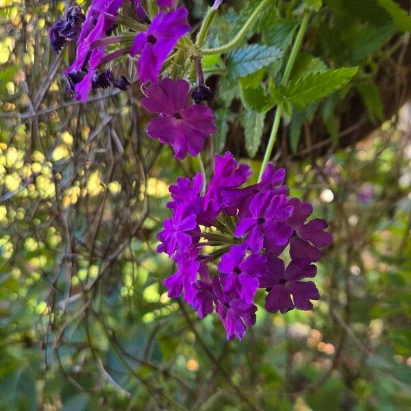 Verbena rigida 花