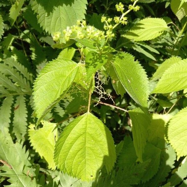 Laportea canadensis Leaf