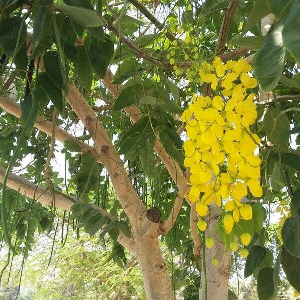 Cassia fistula ফুল