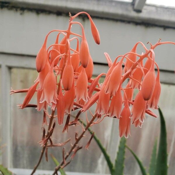 Aloe bellatula 花