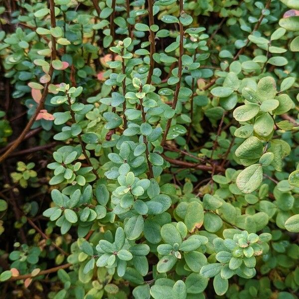 Vaccinium uliginosum Leaf