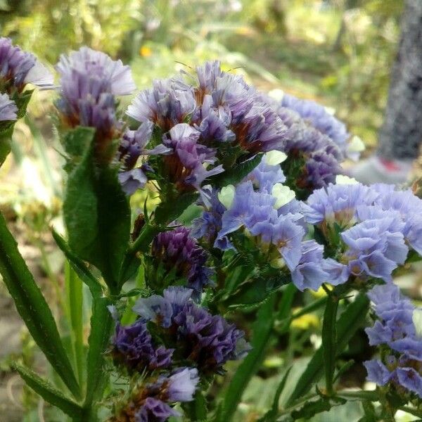 Limonium sinuatum Cvet