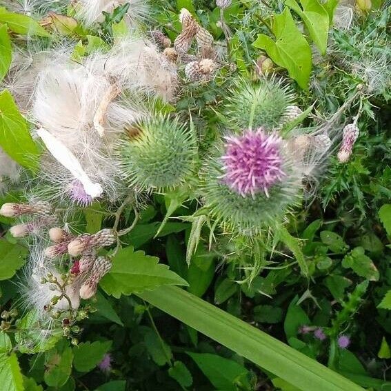 Cirsium vulgare 花