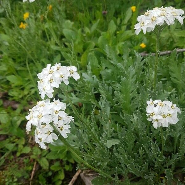 Achillea clavennae Kukka