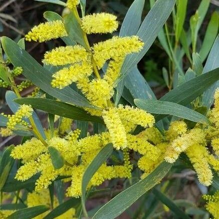 Acacia longifolia Kukka