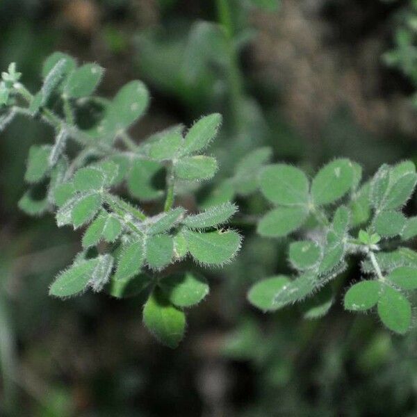 Chamaecytisus hirsutus Feuille