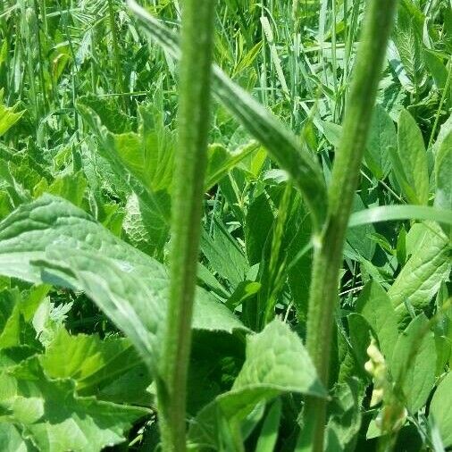 Crepis pontana Bark