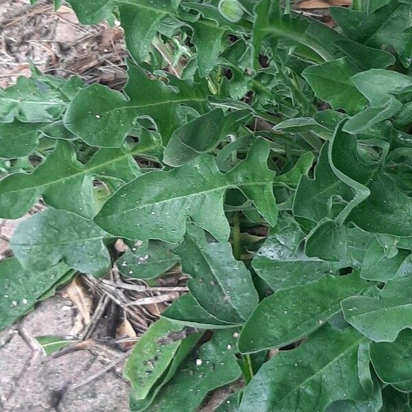 Urospermum dalechampii Leaf