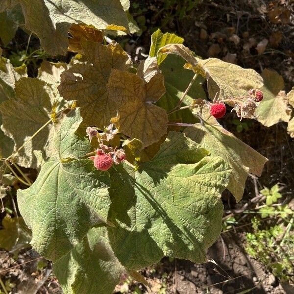 Rubus odoratus Fruit