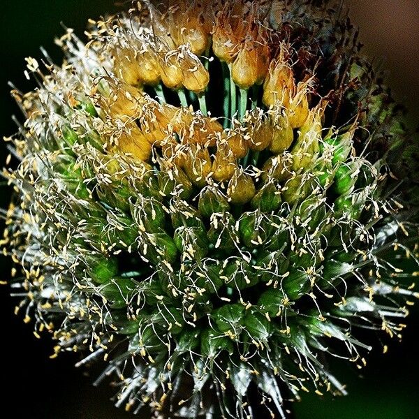 Allium fistulosum Kukka