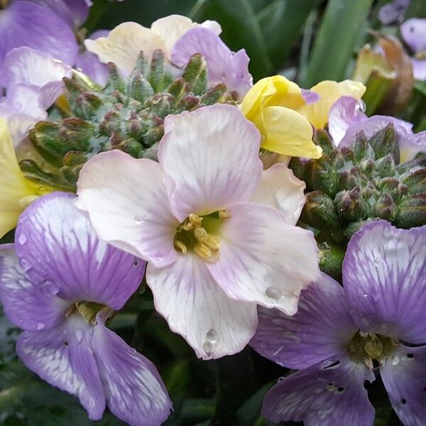 Erysimum scoparium Flower