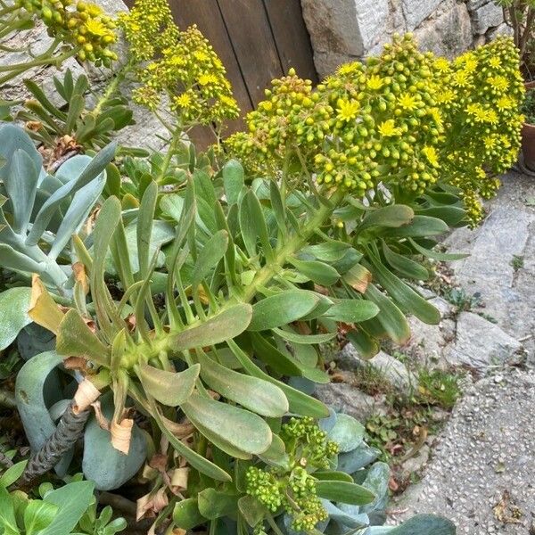 Aeonium arboreum Habitus