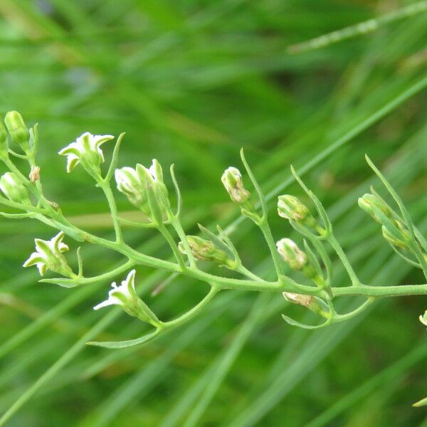 Thesium alpinum Floare