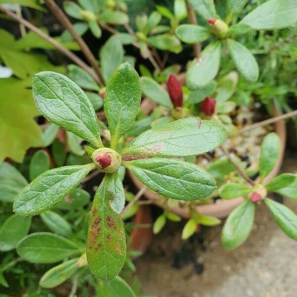 Rhododendron calendulaceum Blad