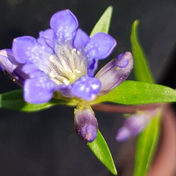 Gentiana cruciata برگ