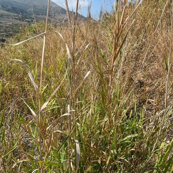 Arundo plinii পাতা