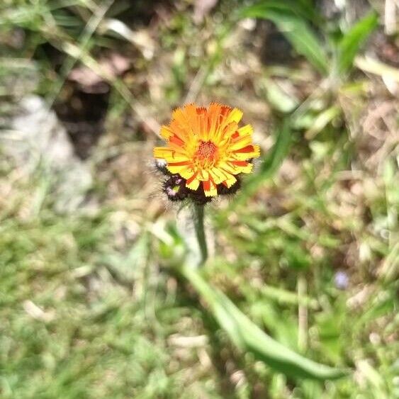 Pilosella aurantiaca Цвят