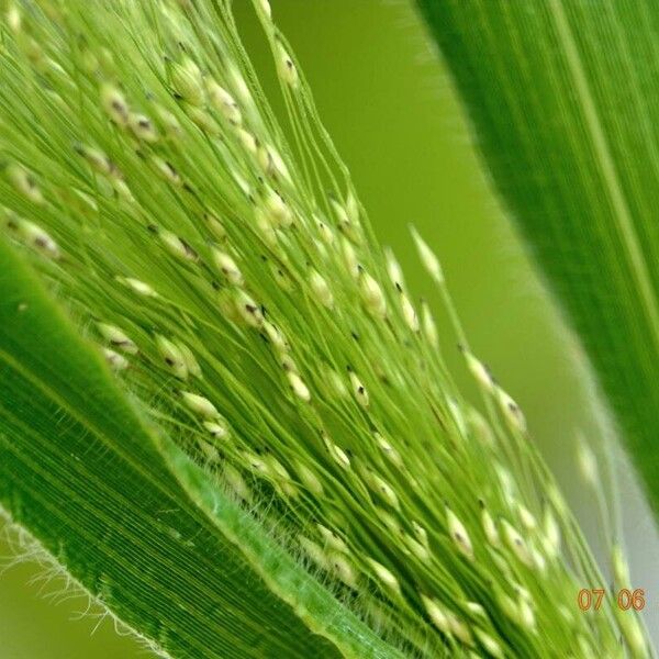 Panicum capillare Other