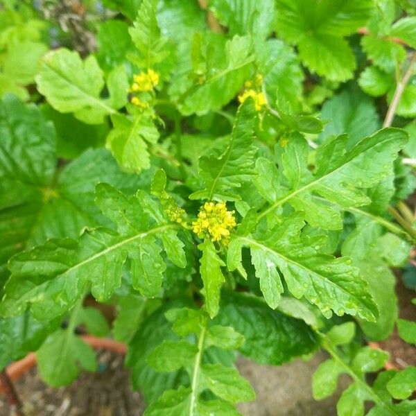 Rorippa palustris Bloem