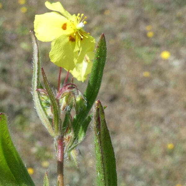 Tuberaria guttata Flower