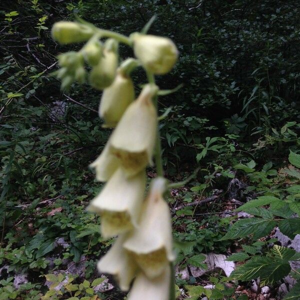 Digitalis grandiflora Outro