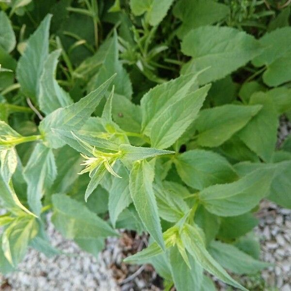 Campanula rapunculoides برگ