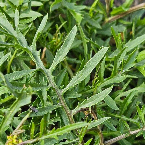 Rorippa sylvestris Leaf