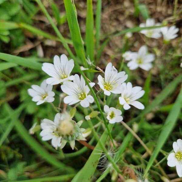 Cerastium alpinum Fleur