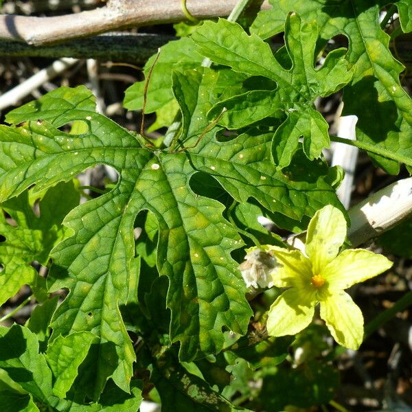 Momordica charantia Flower