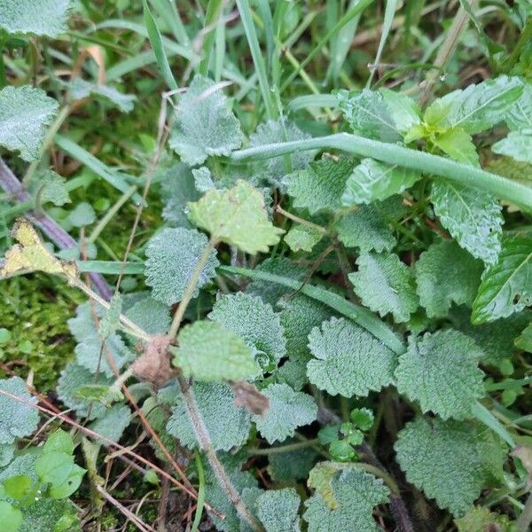 Marrubium vulgare Leaf