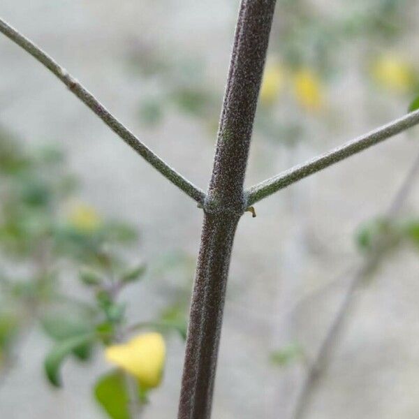 Prostanthera ovalifolia Bark