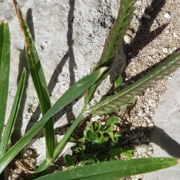 Eleusine indica Flor