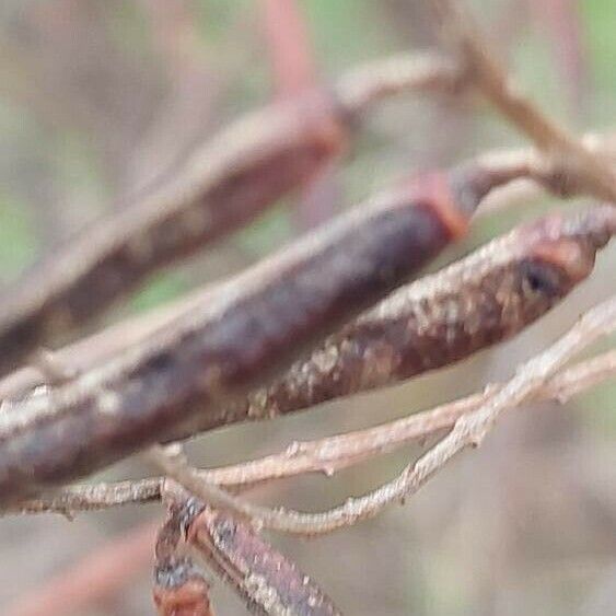 Indigofera tinctoria Fruit