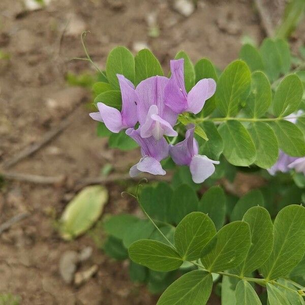 Lathyrus pauciflorus Floare