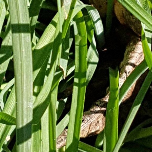 Anthericum liliago पत्ता