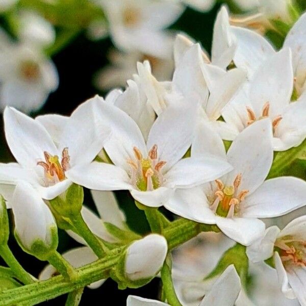 Lysimachia clethroides Flower