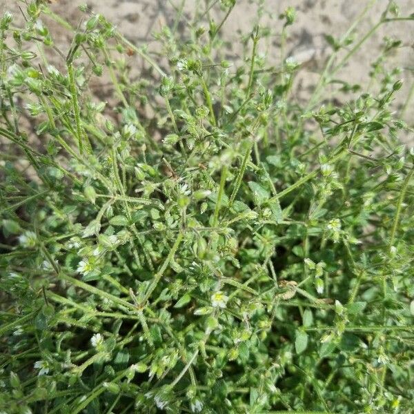 Arenaria serpyllifolia List