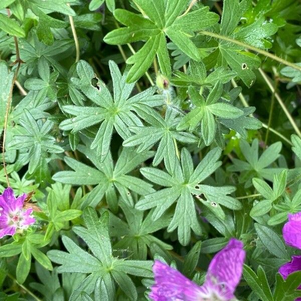 Geranium sanguineum 叶